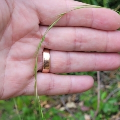 Microlaena stipoides (Weeping Grass) at Nambucca Heads, NSW - 17 Dec 2023 by trevorpreston