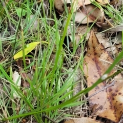 Microlaena stipoides at Nambucca Heads, NSW - 17 Dec 2023