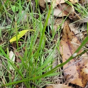 Microlaena stipoides at Nambucca Heads, NSW - 17 Dec 2023