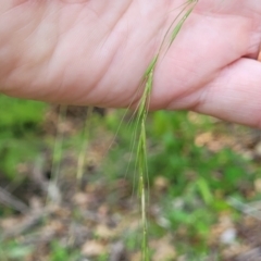 Microlaena stipoides at Nambucca Heads, NSW - 17 Dec 2023 12:53 PM