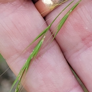 Microlaena stipoides at Nambucca Heads, NSW - 17 Dec 2023 12:53 PM