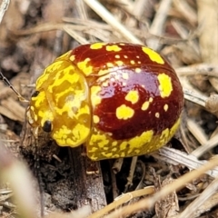 Paropsis maculata (Spotted leaf beetle) at Nambucca Heads, NSW - 17 Dec 2023 by trevorpreston