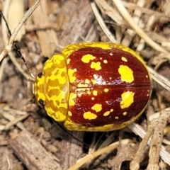 Paropsis maculata at Nambucca Heads, NSW - 17 Dec 2023