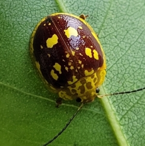 Paropsis maculata at Nambucca Heads, NSW - 17 Dec 2023