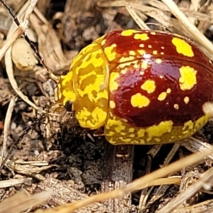 Paropsis maculata at Nambucca Heads, NSW - 17 Dec 2023