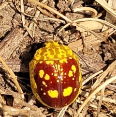 Paropsis maculata at Nambucca Heads, NSW - 17 Dec 2023