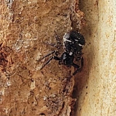 Tharpyna (genus) (A crab spider) at Nambucca Heads, NSW - 17 Dec 2023 by trevorpreston