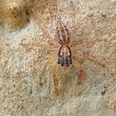 Arasia mollicoma (Flat-white Jumping Spider) at Nambucca Heads, NSW - 17 Dec 2023 by trevorpreston