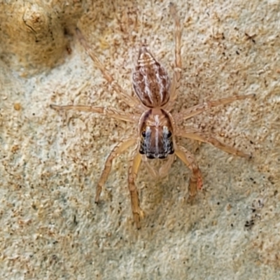 Unidentified Jumping or peacock spider (Salticidae) at Nambucca Heads, NSW - 17 Dec 2023 by trevorpreston