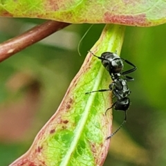 Unidentified Ant (Hymenoptera, Formicidae) at Nambucca Heads, NSW - 17 Dec 2023 by trevorpreston