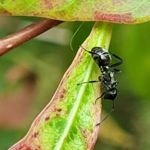 Polyrhachis sp. (genus) at Nambucca Heads, NSW - 17 Dec 2023 12:42 PM