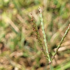 Cynodon dactylon (Couch Grass) at Nambucca Heads, NSW - 17 Dec 2023 by trevorpreston