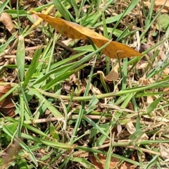 Cynodon dactylon at Nambucca Heads, NSW - 17 Dec 2023