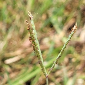 Cynodon dactylon at Nambucca Heads, NSW - 17 Dec 2023