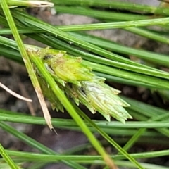 Isolepis levynsiana (Tiny Flat-sedge) at Nambucca Heads, NSW - 17 Dec 2023 by trevorpreston