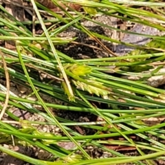 Isolepis levynsiana at Nambucca Heads, NSW - 17 Dec 2023