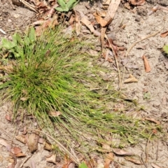 Isolepis levynsiana at Nambucca Heads, NSW - 17 Dec 2023