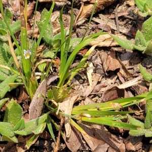 Sisyrinchium rosulatum at Nambucca Heads, NSW - 17 Dec 2023 12:36 PM