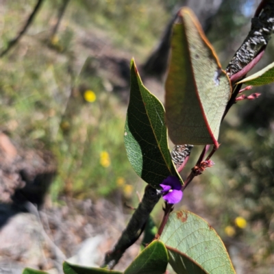 Hardenbergia violacea (False Sarsaparilla) at Carwoola, NSW - 18 Dec 2023 by Csteele4