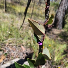 Hardenbergia violacea at QPRC LGA - 18 Dec 2023