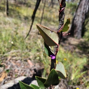 Hardenbergia violacea at QPRC LGA - 18 Dec 2023