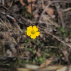 Oxalis perennans (Grassland Wood Sorrel) at Stony Creek Nature Reserve - 18 Dec 2023 by Csteele4