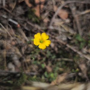 Oxalis perennans at QPRC LGA - 18 Dec 2023 12:00 PM