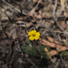 Oxalis perennans at QPRC LGA - 18 Dec 2023 12:00 PM