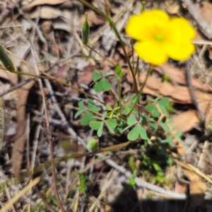 Oxalis perennans at QPRC LGA - 18 Dec 2023 12:00 PM