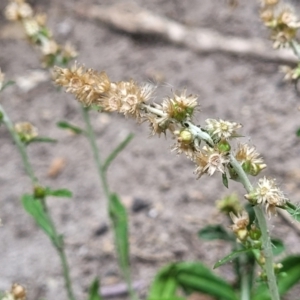 Gamochaeta americana at Nambucca Heads, NSW - 17 Dec 2023