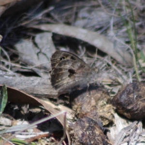 Geitoneura klugii at Stony Creek Nature Reserve - 18 Dec 2023 12:13 PM