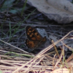 Geitoneura klugii at Stony Creek Nature Reserve - 18 Dec 2023 12:13 PM