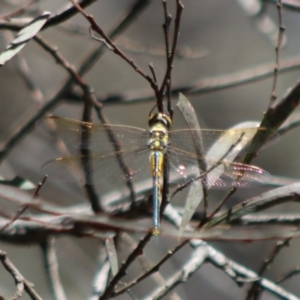 Hemicordulia tau at Stony Creek Nature Reserve - 18 Dec 2023 12:03 PM