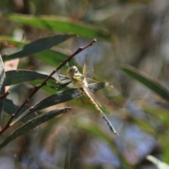 Hemicordulia tau at Stony Creek Nature Reserve - 18 Dec 2023 12:03 PM