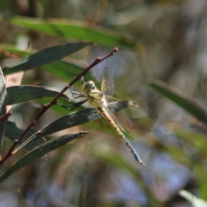 Hemicordulia tau at Stony Creek Nature Reserve - 18 Dec 2023