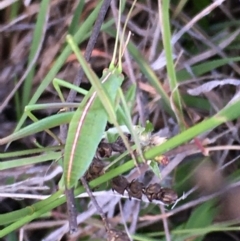 Caedicia simplex (Common Garden Katydid) at Lower Borough, NSW - 16 Dec 2023 by mcleana