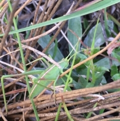 Caedicia simplex at Lower Borough, NSW - 17 Dec 2023