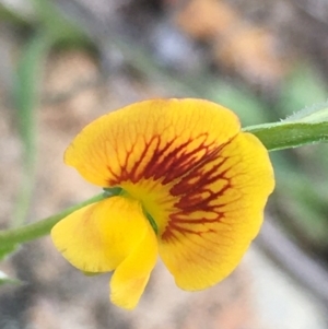 Zornia dyctiocarpa var. dyctiocarpa at Lower Borough, NSW - 17 Dec 2023