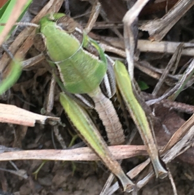 Praxibulus sp. (genus) (A grasshopper) at Lower Borough, NSW - 16 Dec 2023 by mcleana