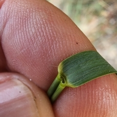 Eragrostis curvula at Eden, NSW - 18 Dec 2023