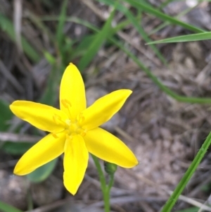 Hypoxis hygrometrica var. villosisepala at Lower Borough, NSW - 17 Dec 2023 10:06 AM