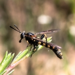 Miltinus sp. (genus) (Miltinus mydas fly) at Denman Prospect, ACT - 17 Dec 2023 by Roger