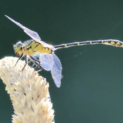 Hemigomphus gouldii at Wodonga Regional Park - 17 Dec 2023 by KylieWaldon