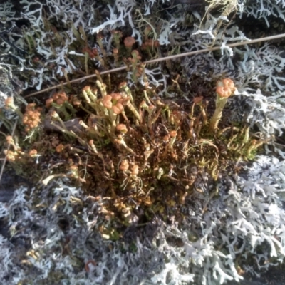 Unidentified Lichen at Steeple Flat, NSW - 17 Dec 2023 by mahargiani