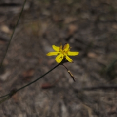 Tricoryne elatior (Yellow Rush Lily) at Carwoola, NSW - 18 Dec 2023 by Csteele4