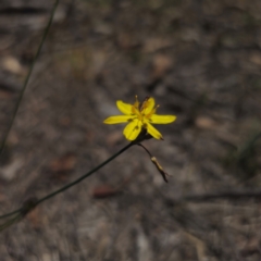 Tricoryne elatior (Yellow Rush Lily) at Stony Creek Nature Reserve - 18 Dec 2023 by Csteele4