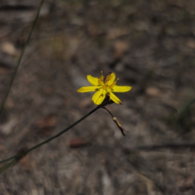Tricoryne elatior (Yellow Rush Lily) at QPRC LGA - 18 Dec 2023 by Csteele4