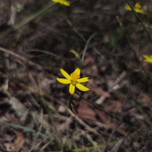 Tricoryne elatior at QPRC LGA - 18 Dec 2023