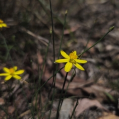 Tricoryne elatior at QPRC LGA - 18 Dec 2023