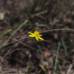 Tricoryne elatior at QPRC LGA - 18 Dec 2023